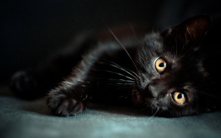 Black cat yellow eyes curious - a black cat free wallpaper