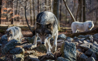 Wolf rocks forest animals fallen - fallen free wallpaper