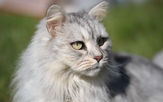 Cat white fur green eyes - felix octavius carr darley free wallpaper for desktop