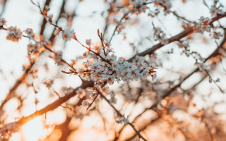 White flowers branch autumn leaves - the sunlight free wallpaper