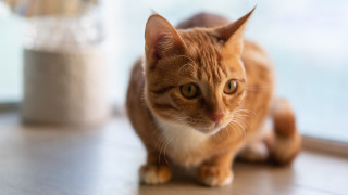 Cat orange bokeh focus photorealistic - the floor free wallpaper