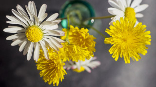 Vase flower bouquet macro photography - top of a table next free wallpaper