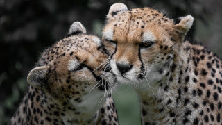 Cheetah rubbing face wild animal - wild free wallpaper for desktop