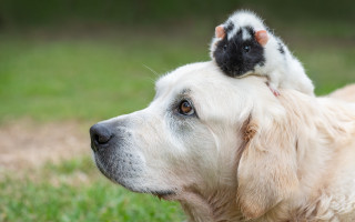 Shiba inu dog rat grass - its head in free wallpaper