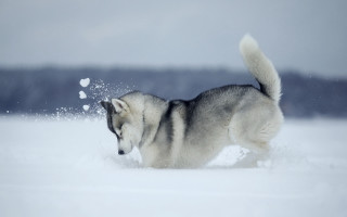 Husky running snow winter flakes - husky free wallpaper for desktop