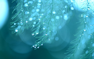 Pine tree water drops macro - branch and a blurry background free wallpaper for desktop