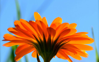 Flower sky blurry macro orange - a sky background behind free wallpaper for desktop
