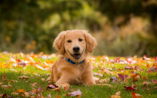 Golden retriever autumn leaves smiling - a blue collar free wallpaper
