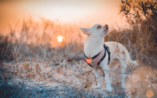 Small dog field harness sunset - a small dog free wallpaper