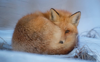 Fox snow lying closed ears - a snowy background free wallpaper