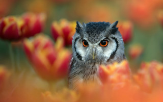 Owl orange eyes field flowers - arie smit free wallpaper