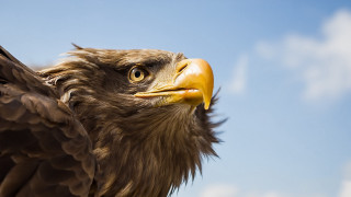 Bird prey closeup yellow beak - prey free wallpaper