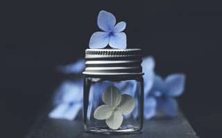 Jar flower blue butterfly lily - a jar free wallpaper