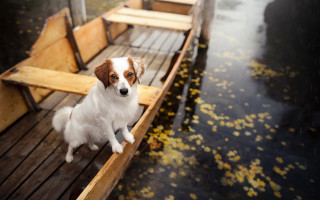 Dog dock rain boat leaves - daphne mcclure free wallpaper