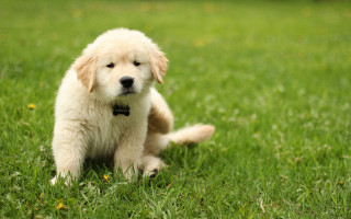 Puppy lying in grass collar - a collar free wallpaper