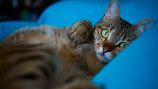 Cat blue couch wideeyes arabesque - a blue couch free wallpaper