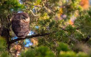 Bird branch forest blue sky - chris labrooy free wallpaper for desktop