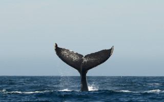 Whale tail ocean sky rayonism - live action free wallpaper