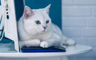 White cat computer desk blurry - white background free wallpaper for desktop