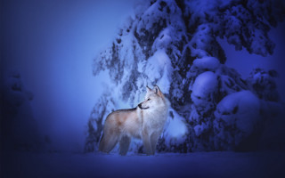 Wolf snowy forest fullmoon nature - a wolf free wallpaper