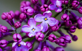 Purple flowers yellow centers green - yellow center free wallpaper