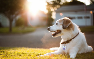 Dog grass shiba sunset bokeh - shining free wallpaper