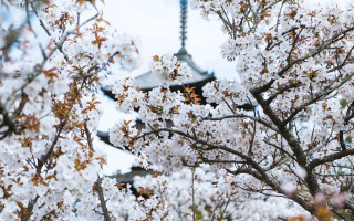 White flowered tree pagoda blue - mingei free wallpaper