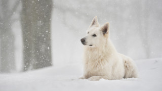 White dog snow trees night - a white dog free wallpaper