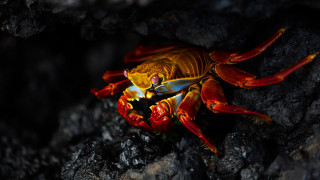 Crab yellow red rock black - a rock surface free wallpaper