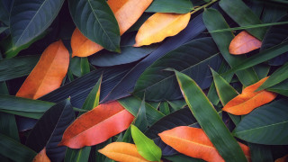Orange green leaves plant puzzle - daniel lieske free wallpaper for desktop