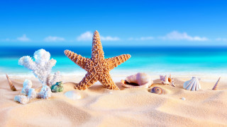 Starfish shells beach ocean sky - a sandy beach free wallpaper