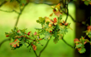 Tree branch leaves berries park - a park setting free wallpaper