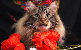 Cat red flowers black background - a cat sitting next free wallpaper