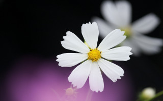 White flower purple background yellow - a yellow center in the center free wallpaper