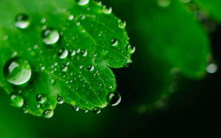Green leaf water droplets bokeh 5 - christopher williams free wallpaper for desktop
