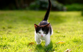 Cat walking green field black - lush free wallpaper for desktop