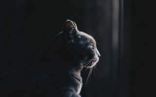 Cat window sill monochrome realistic - front of a window free wallpaper