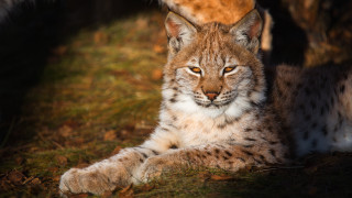 Cat close up blurry background - a blurry background behind free wallpaper
