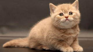 Small kitten sad orange pastel - its face free wallpaper
