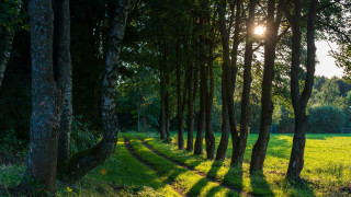 Forest light rays sunny path - a row of trees free wallpaper