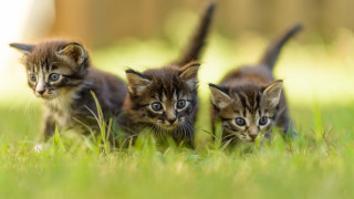 Three kittens grass blue eyes - three kitten free wallpaper