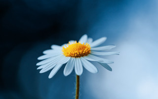 White daisy yellow center blue - a blurry background behind free wallpaper