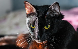 Black cat yellow eyes chiaroscuro - chiaroscuro free wallpaper