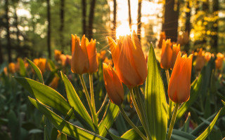 Orange flowers sunset bokeh nature - orange flower free wallpaper for desktop