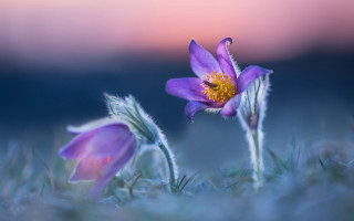 Purple flower yellow center macro 7 - a yellow center free wallpaper