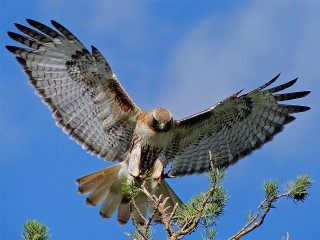 Bird prey perched branch wings - free bird wallpaper