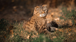 Cat grass autumn blurry nature - neoplasticism free wallpaper