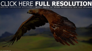 Bird flying through air caption - a caption below free wallpaper