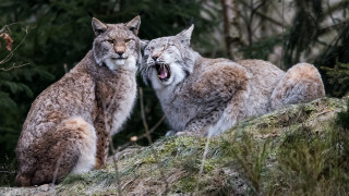 Lynx yawning rock nature bush - the other free wallpaper