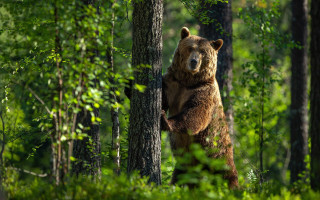 Brown bear woods forest nature - its hind leg free wallpaper